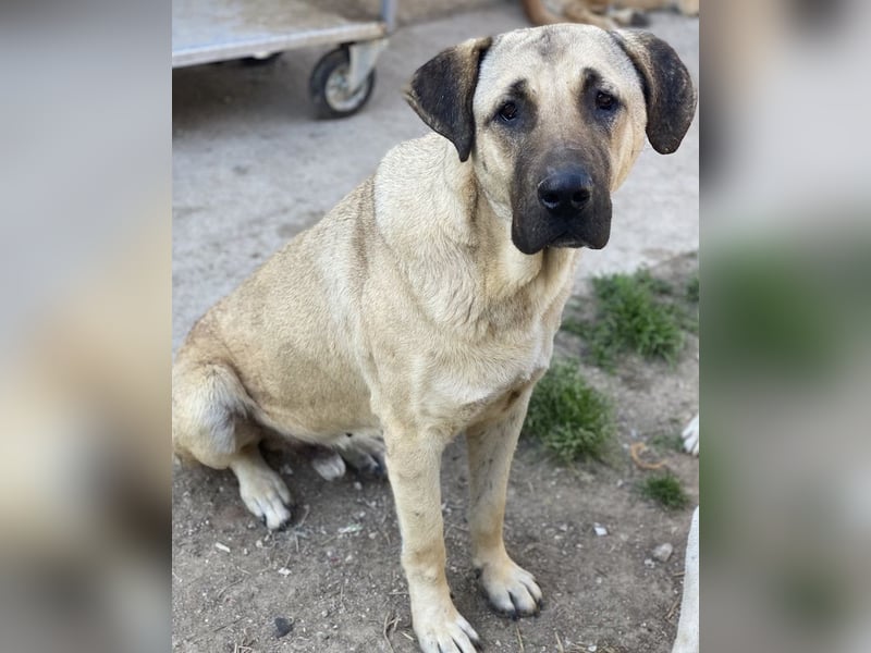 Apache, geb. ca. 04/2022, lebt in GRIECHENLAND, im städt. Tierheim Serres