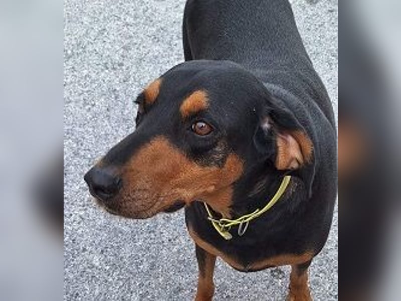 Agathonas - der menschenbezogene Hunde-Junge muss dringend in Sicherheit gebracht werden