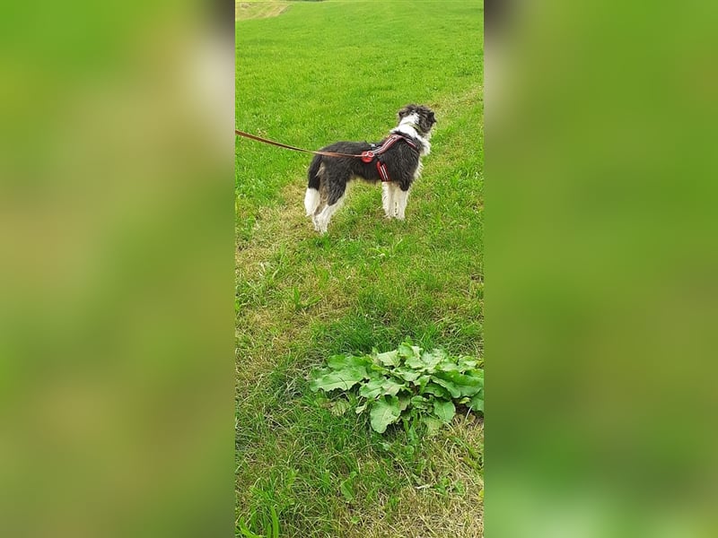 Struppi sucht konsequente und hundeerfahrene Menschen