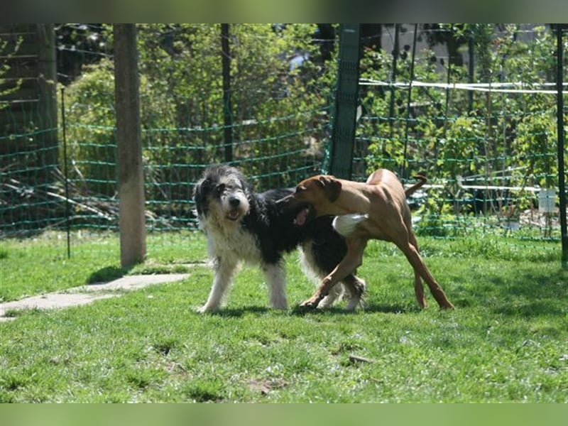 Struppi sucht konsequente und hundeerfahrene Menschen