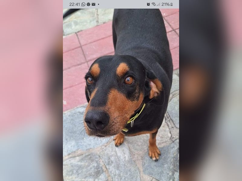 Agathonas - der menschenbezogene Hunde-Junge muss dringend in Sicherheit gebracht werden