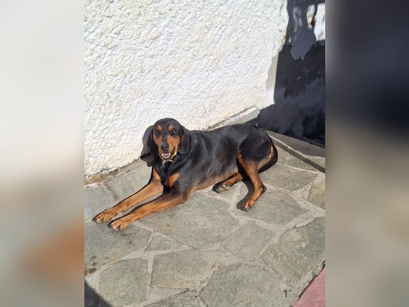 Agathonas - der menschenbezogene Hunde-Junge muss dringend in Sicherheit gebracht werden