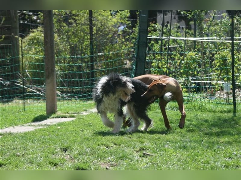 Struppi sucht konsequente und hundeerfahrene Menschen