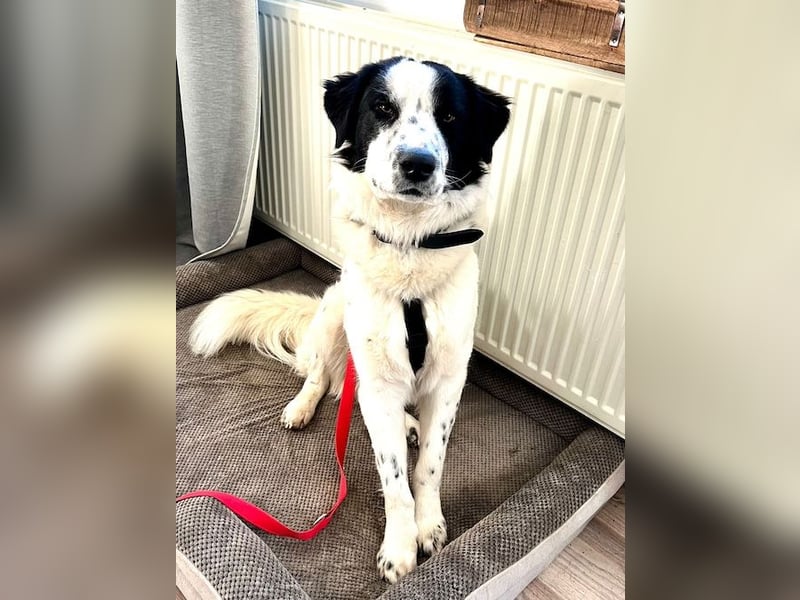 Nico - einer der Strandwelpen sucht ein neues Zuhause