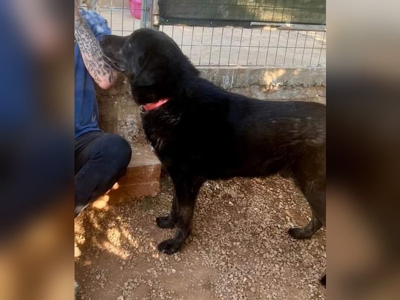 Ringo - er hat sich zurück ins Leben gekämpft