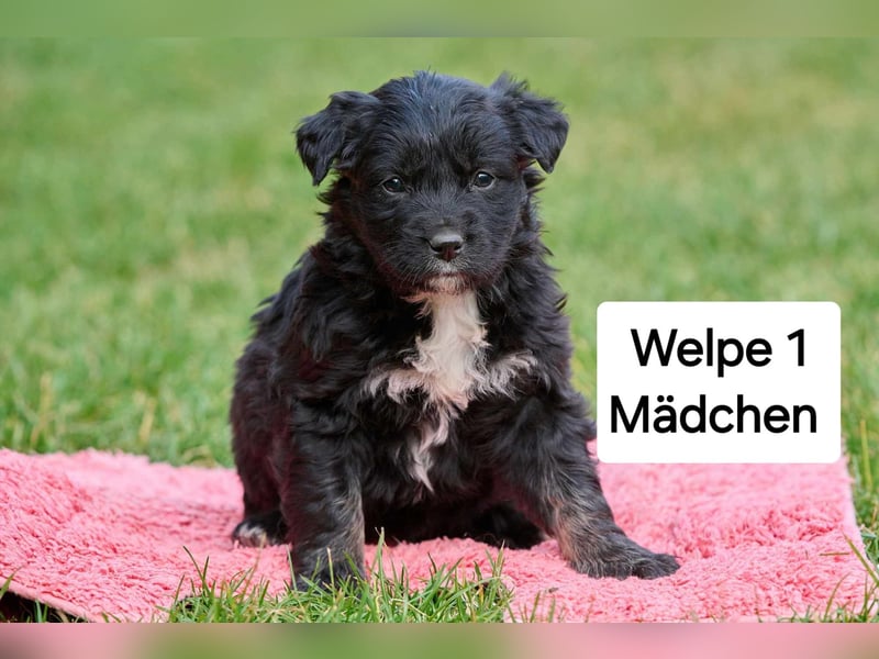süße Welpen  suchen ein Zuhause