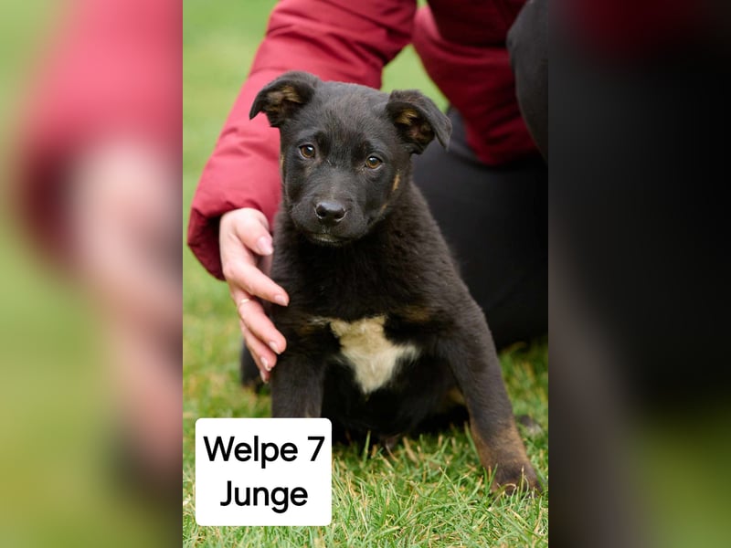 süße Welpen  suchen ein Zuhause