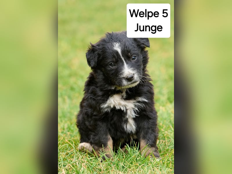 süße Welpen  suchen ein Zuhause