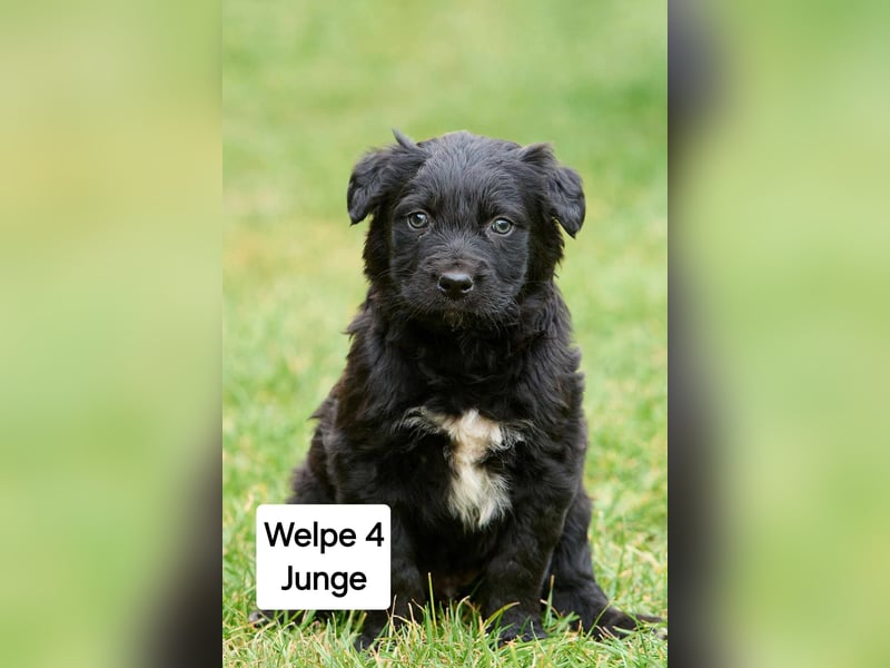 süße Welpen  suchen ein Zuhause