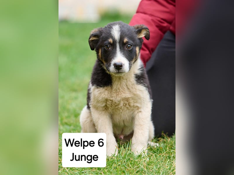 süße Welpen  suchen ein Zuhause