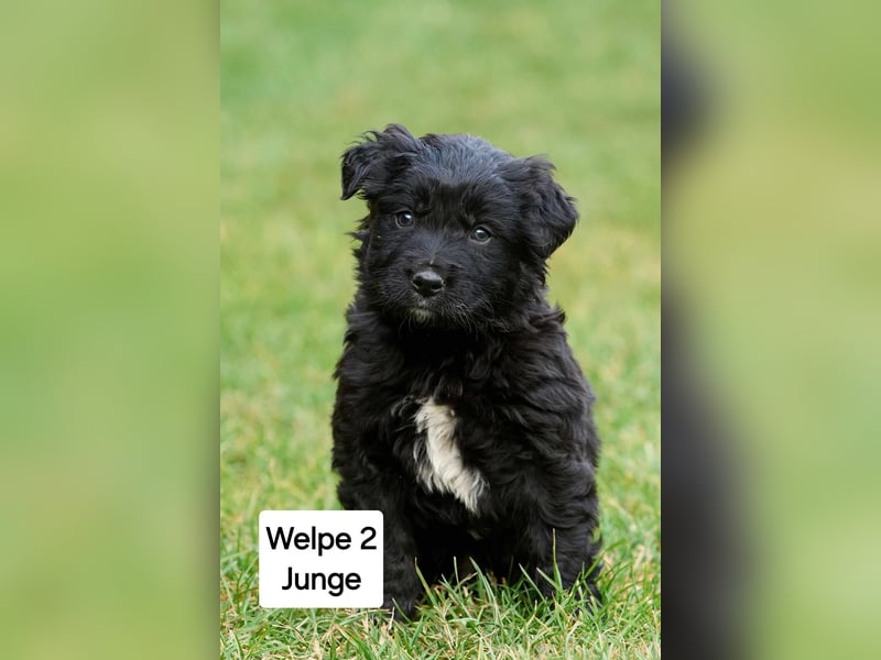 süße Welpen  suchen ein Zuhause