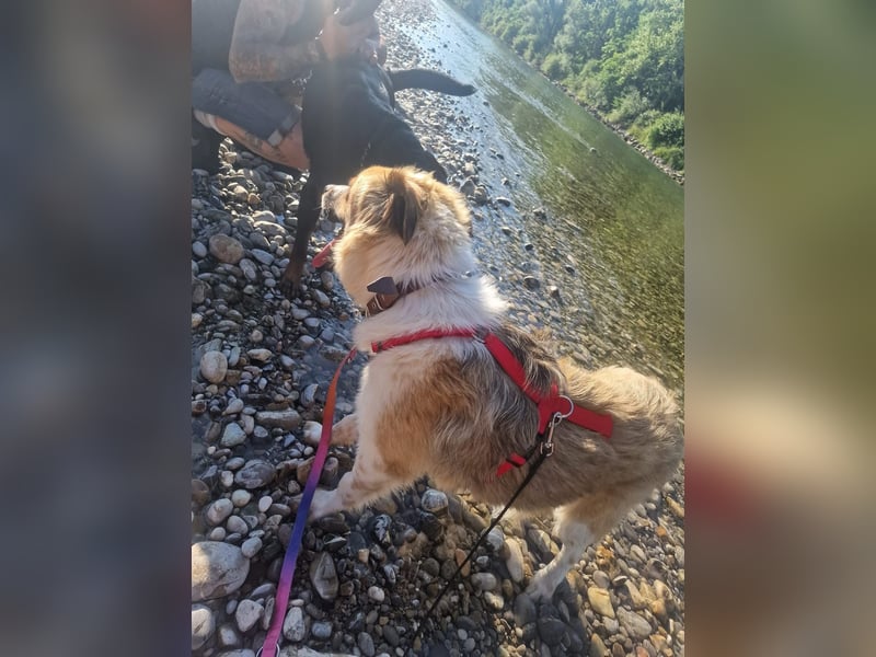 BENJI (*2024) auf Pflegestelle in 86989 Steingarten