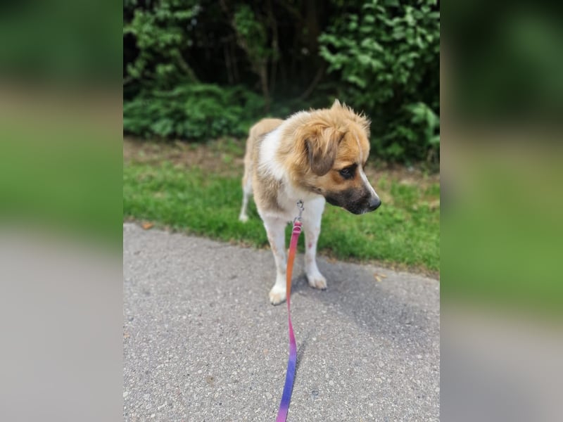 BENJI (*2024) auf Pflegestelle in 86989 Steingarten