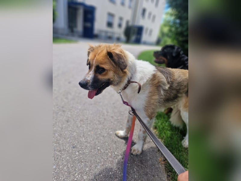 BENJI (*2024) auf Pflegestelle in 86989 Steingarten
