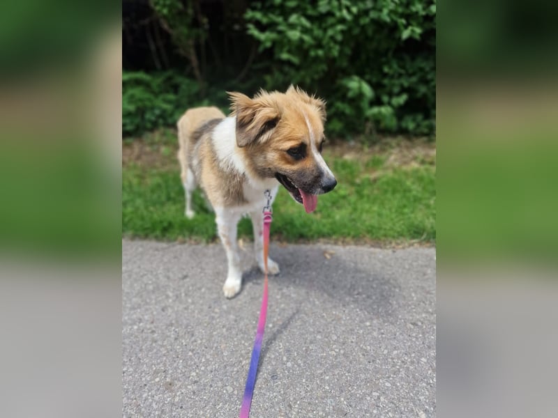 BENJI (*2024) auf Pflegestelle in 86989 Steingarten