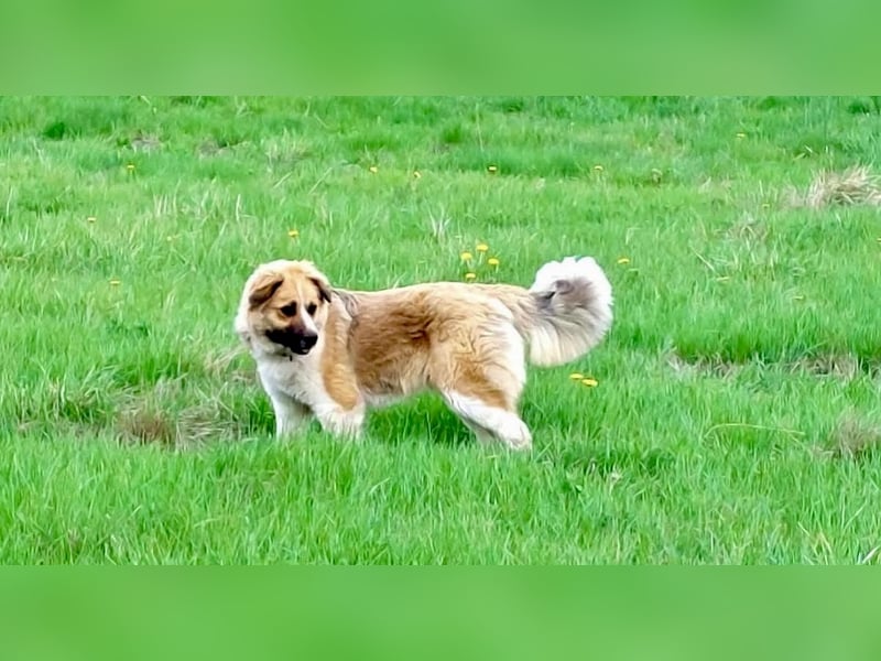 BENJI (*2024) auf Pflegestelle in 86989 Steingarten