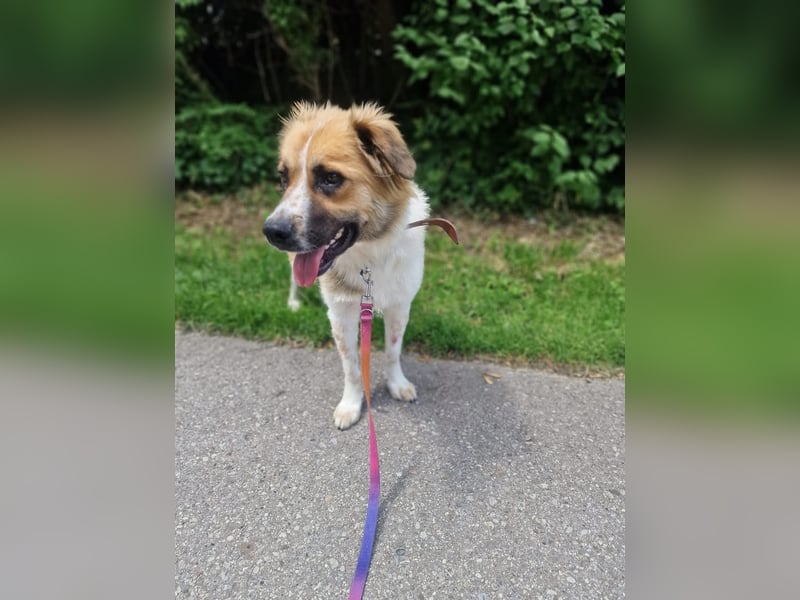 BENJI (*2024) auf Pflegestelle in 86989 Steingarten
