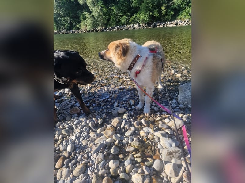 BENJI (*2024) auf Pflegestelle in 86989 Steingarten