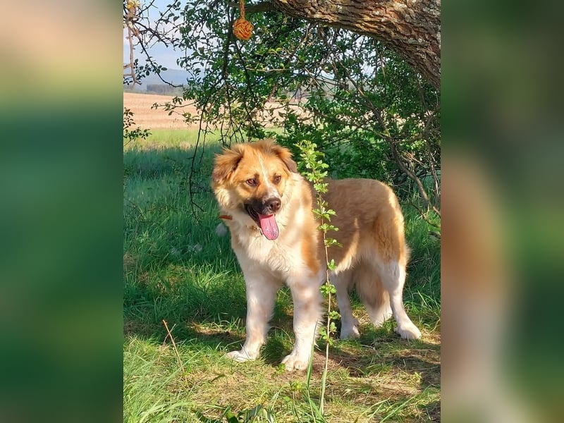 BENJI (*2024) auf Pflegestelle in 86989 Steingarten