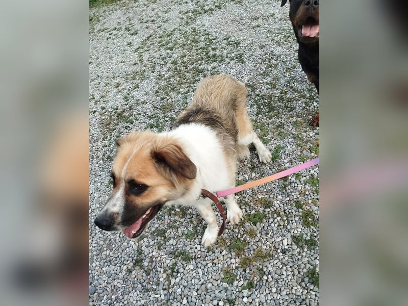 BENJI (*2024) auf Pflegestelle in 86989 Steingarten