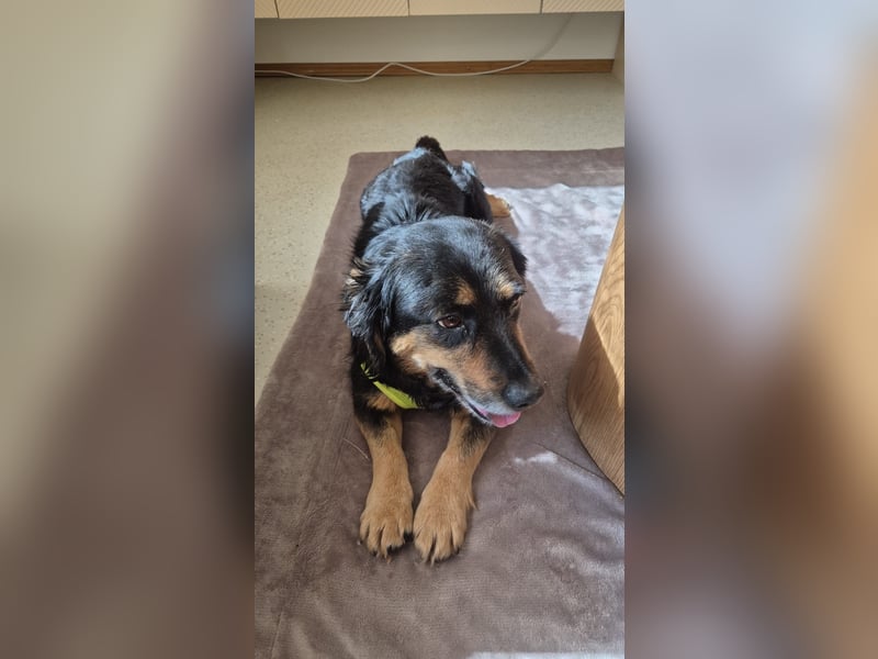 Zuhause gesucht für Chiko – sensibler Schatz mit großem Herz