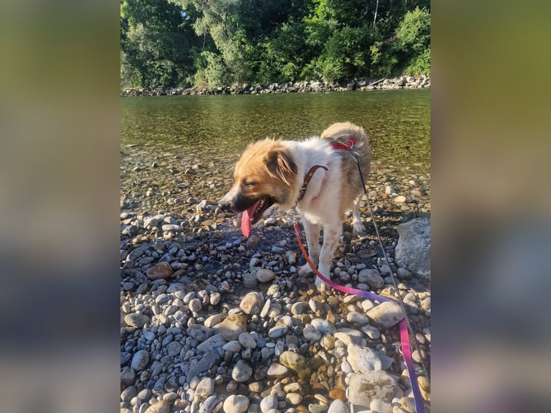 BENJI (*2024) auf Pflegestelle in 86989 Steingarten