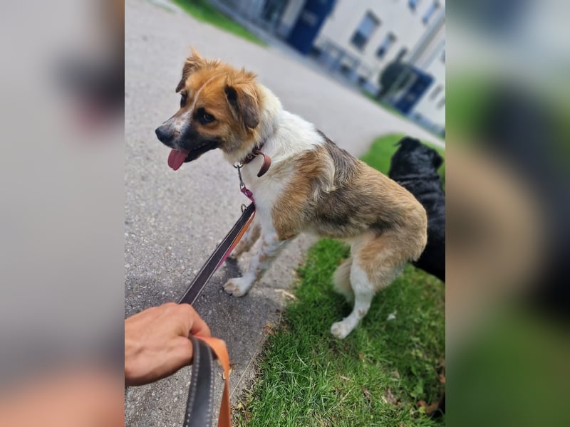 BENJI (*2024) auf Pflegestelle in 86989 Steingarten