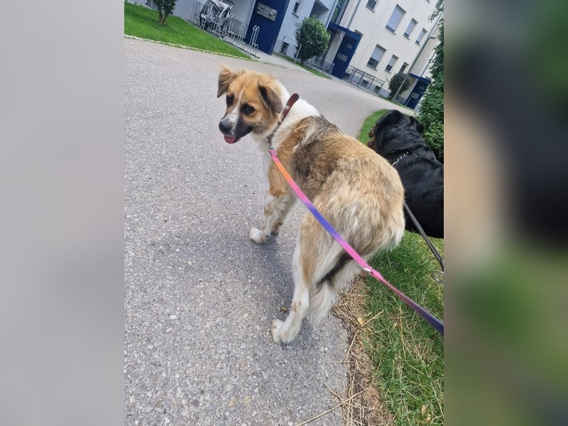 BENJI (*2024) auf Pflegestelle in 86989 Steingarten