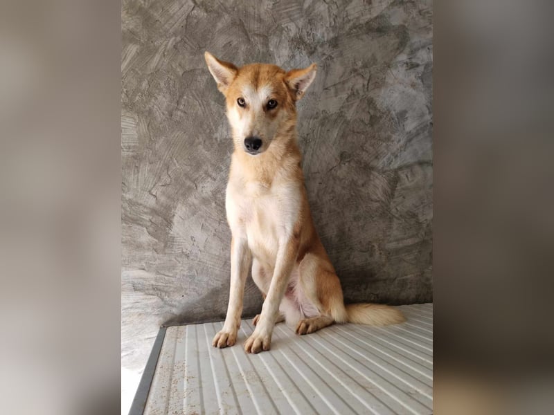 FREUNDLICHER HACHIKO