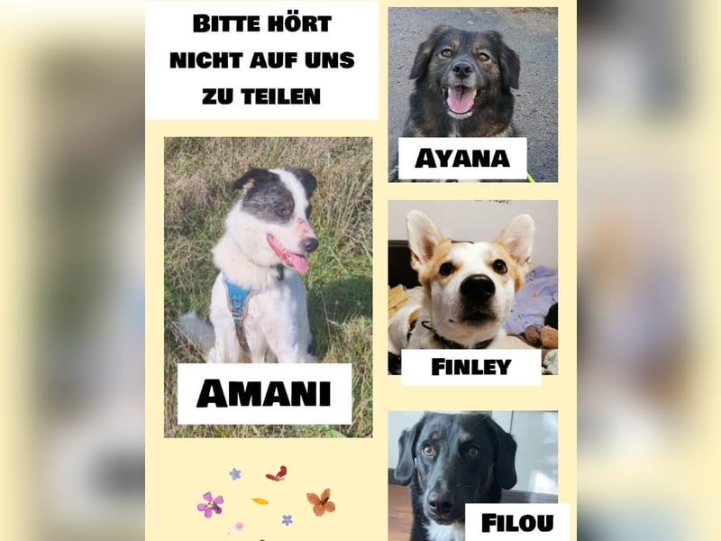 Amani sucht liebe Menschen