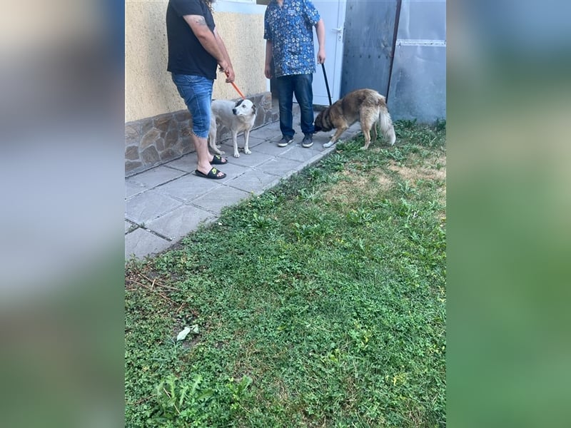 Bear - neugierig und verträglich