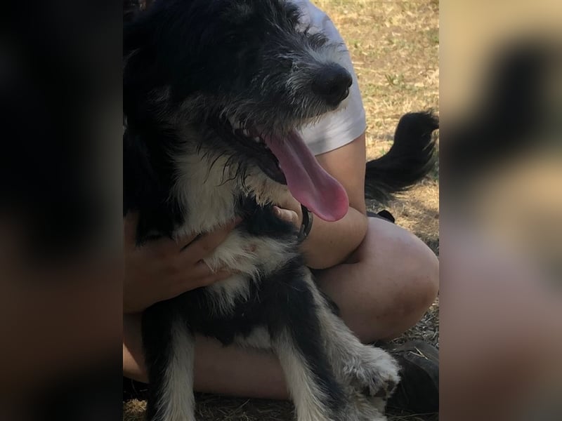 Frodo, süße junge Fellnase sucht Körbchen (mit Videos)