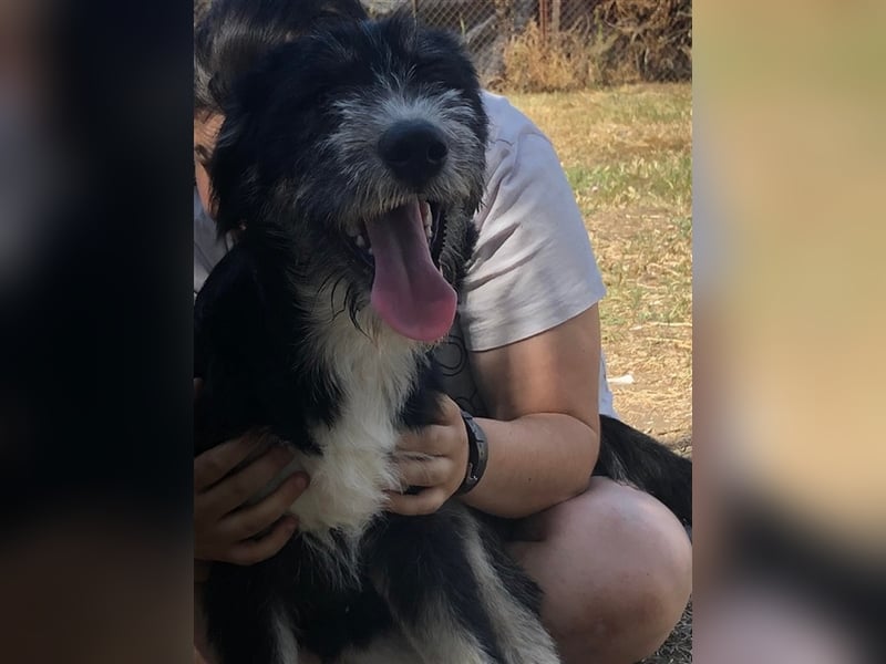 Frodo, süße junge Fellnase sucht Körbchen (mit Videos)