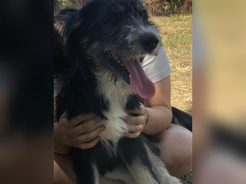 Frodo, süße junge Fellnase sucht Körbchen (mit Videos)