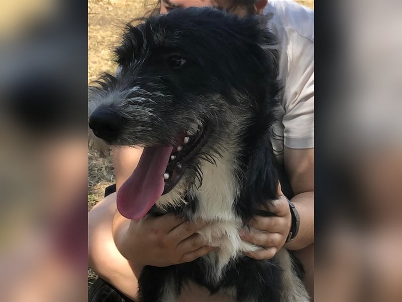 Frodo, süße junge Fellnase sucht Körbchen (mit Videos)