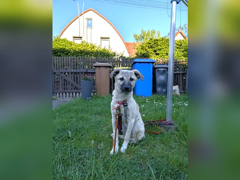 HACHIKO - auf PS in 06242 Braunsbedra sucht gemütliches Körbchen