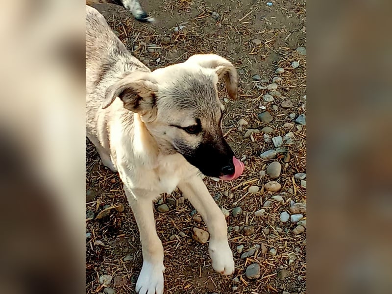 HACHIKO - auf PS in 06242 Braunsbedra sucht gemütliches Körbchen