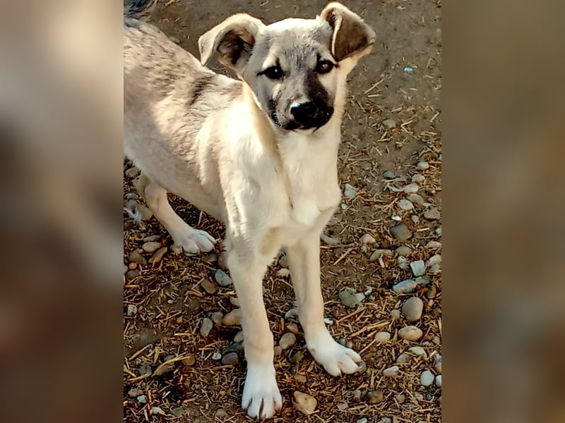 HACHIKO - auf PS in 06242 Braunsbedra sucht gemütliches Körbchen