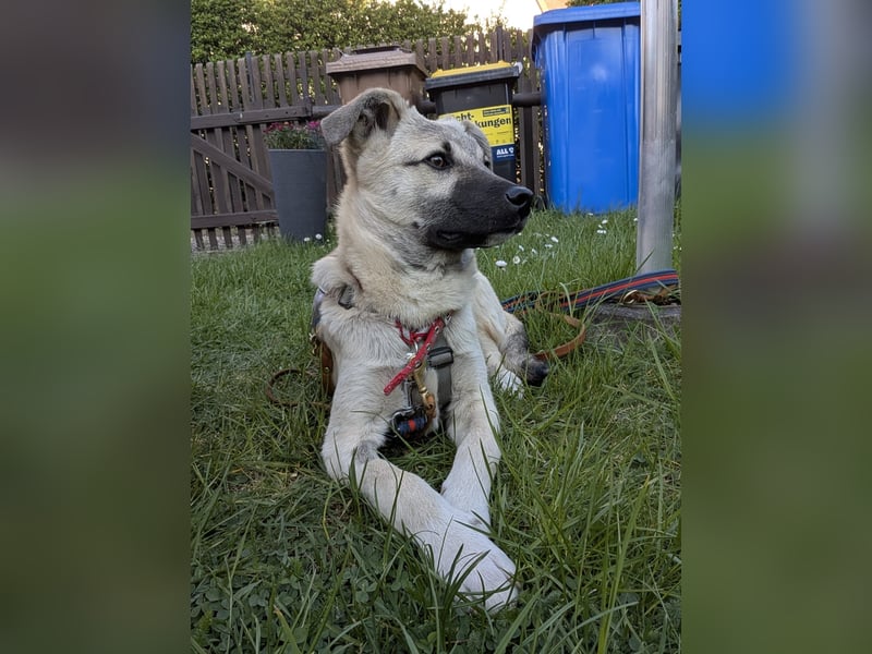 HACHIKO - auf PS in 06242 Braunsbedra sucht gemütliches Körbchen
