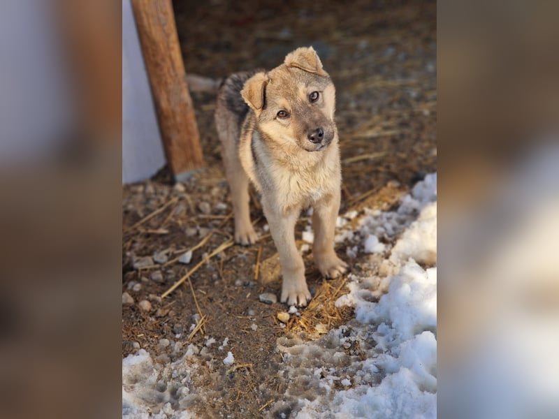 FREDO - Neugierig und freundlich sucht seine Lieblingsmenschen