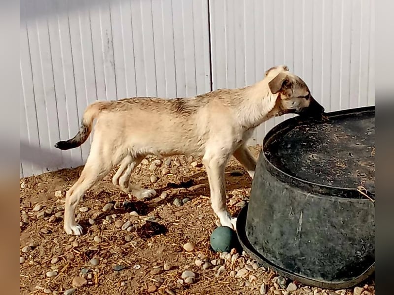 HACHIKO - auf PS in 06242 Braunsbedra sucht gemütliches Körbchen
