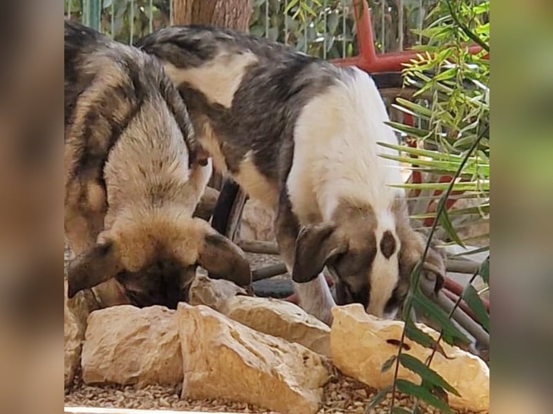Nocci – der sanfte Riese mit großem Herz sucht sein Zuhause