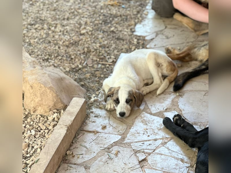 GIORGIO – aufgeweckt, freundlich und bereit fürs Abenteuer