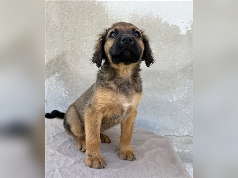 Buzzy, geb. ca. 03/2023, lebt in GRIECHENLAND, im städt. Tierheim Serres