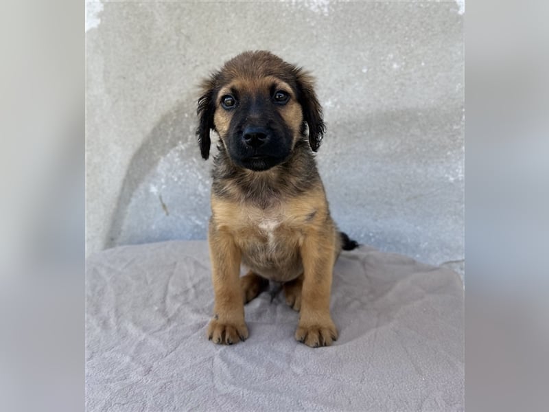 Buzzy, geb. ca. 03/2023, lebt in GRIECHENLAND, im städt. Tierheim Serres
