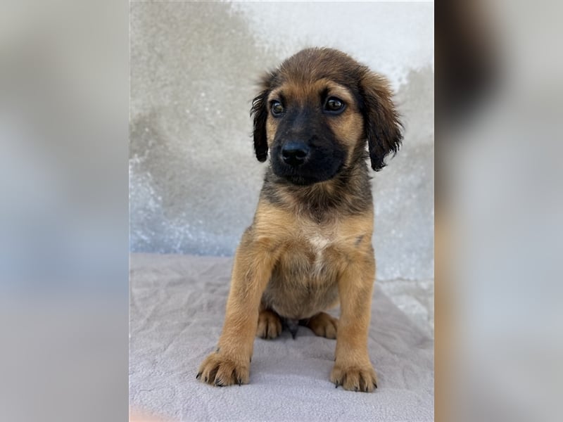 Buzzy, geb. ca. 03/2023, lebt in GRIECHENLAND, im städt. Tierheim Serres