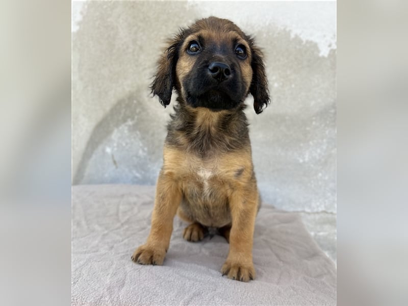 Buzzy, geb. ca. 03/2023, lebt in GRIECHENLAND, im städt. Tierheim Serres