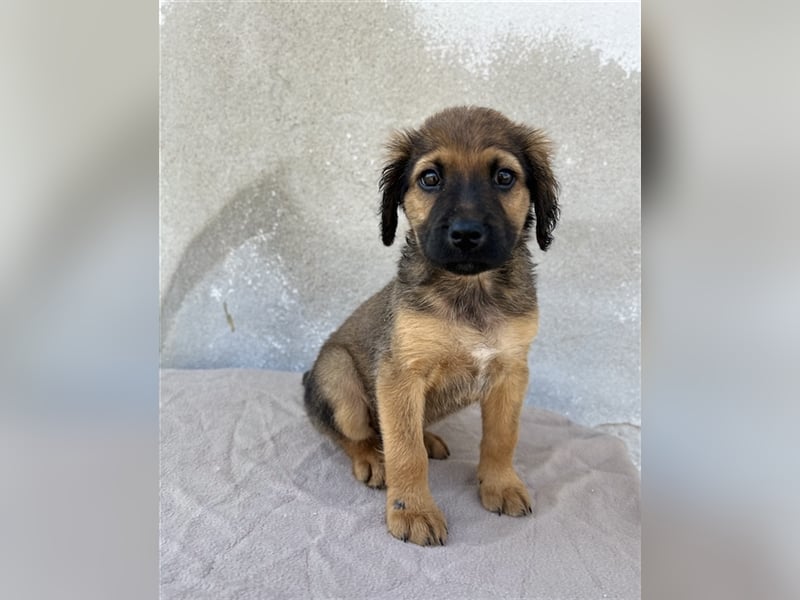 Buzzy, geb. ca. 03/2023, lebt in GRIECHENLAND, im städt. Tierheim Serres