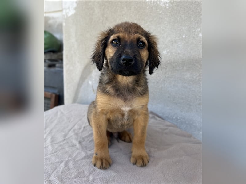 Buzzy, geb. ca. 03/2023, lebt in GRIECHENLAND, im städt. Tierheim Serres