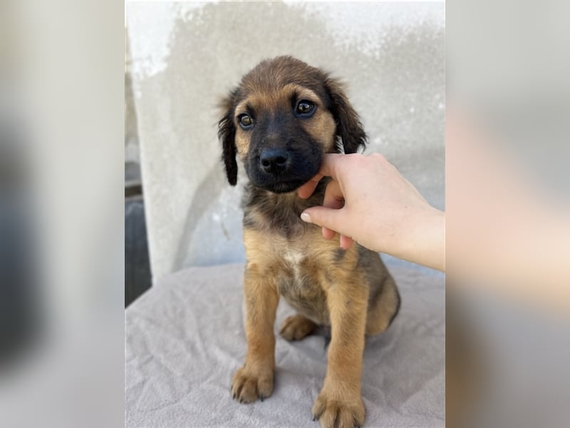 Buzzy, geb. ca. 03/2023, lebt in GRIECHENLAND, im städt. Tierheim Serres